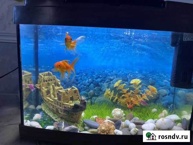 Аквариум с рыбками Серпухов - изображение 1