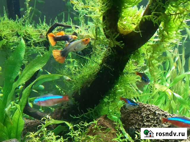Гуппи Кои смокинг.Пельвикахромис. Меченосец Арзамас - изображение 1