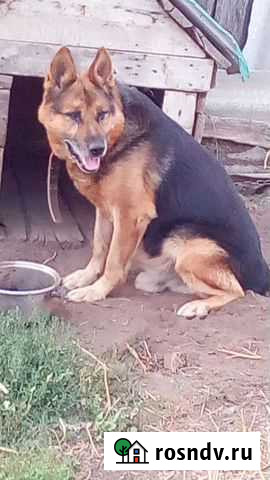 Восточноевропейская овчарка(10лет) Казань - изображение 1