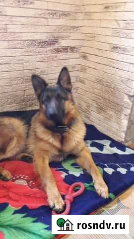 Немецкая овчарка вязка Волгоград - изображение 1