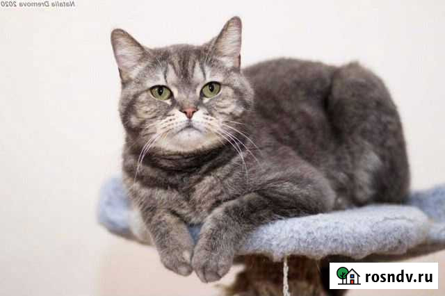 Кошечка Плюшка ищет дом, стерильная Оренбург - изображение 1