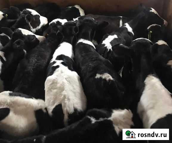 Телята новый завоз телочек от 1 до 4х месяцев Волгодонск - изображение 1