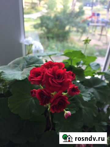 Герань Первоуральск - изображение 1