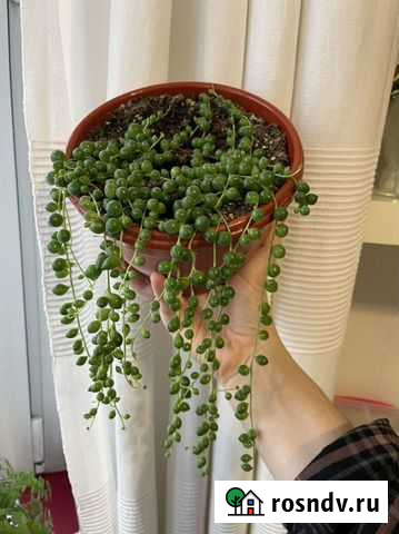 Крестовник роули. Взрослое растение Москва - изображение 1