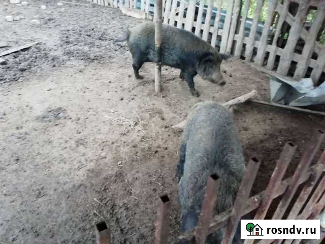 Свиноматка(покрытая) Чернушка - изображение 1