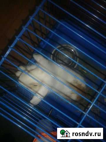 Кролик Нижнекамск - изображение 1