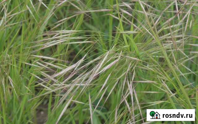 Посевной материал Кострец б/о Стерлитамак - изображение 1