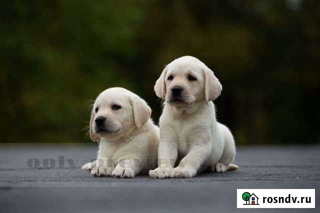 Щенки лабрадора Горняк - изображение 1