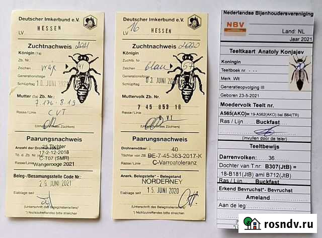 Матки Карника и Бакфаст F1 от немецкого материала Протвино - изображение 1