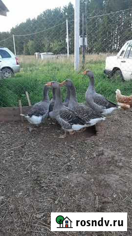 Гуси на племя Ижевск - изображение 1