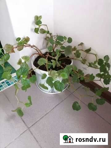 Комнатные цветы Лабинск - изображение 1