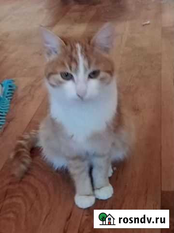 Кошечка подросток, 6мес,бело рыжая, стерилизованая Ишимбай - изображение 1