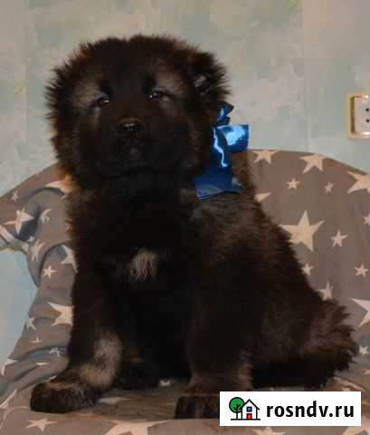 Щенки Кавказской овчарки от пары Чемпионов Калуга - изображение 1