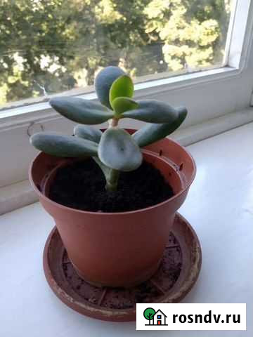 Денежное дерево толстянка Новочеркасск - изображение 1