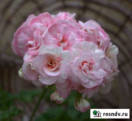 Пеларгония юг-Принцесса Грейс и другие Орехово-Зуево - изображение 1