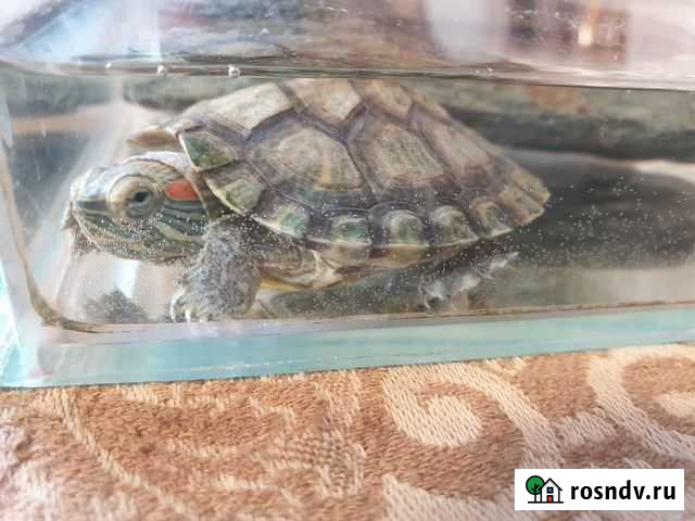 Красноухая черепаха с аквариумом Барнаул - изображение 1
