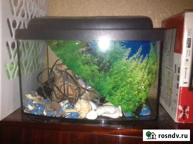 Аквариум Буйнакск - изображение 1