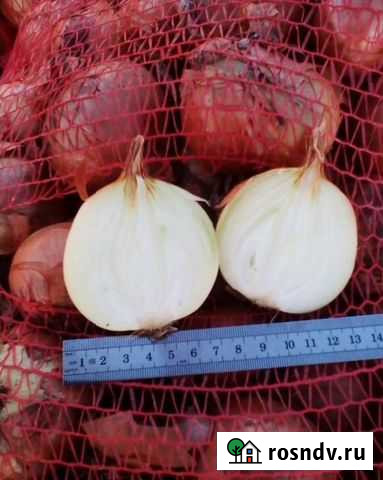 Лук оптом Коммунарка - изображение 1