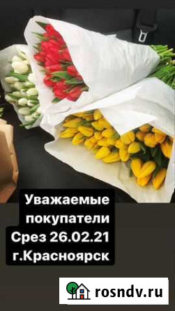 Тюльпаны розница Красноярск - изображение 1