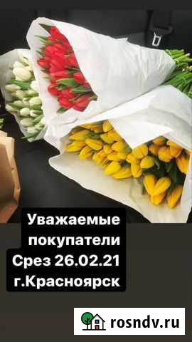Тюльпаны розница Красноярск - изображение 1
