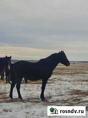 Жеребчики возраст(1.7) Бреды - изображение 1