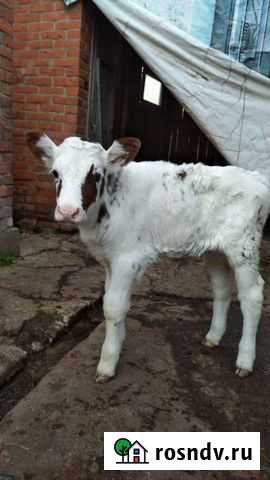 Бычок Апшеронск - изображение 1