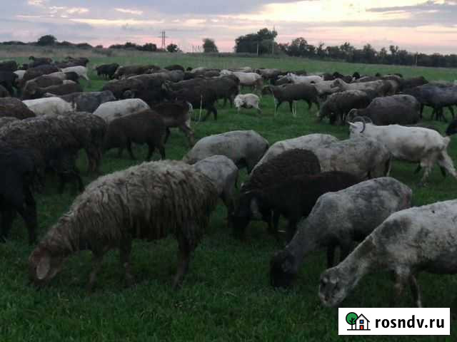 Бараны, ярки, козлики Стародеревянковская - изображение 1