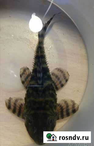 Номерной сом L 397 Пушкино - изображение 1