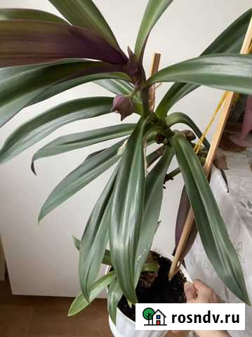 Крупные растения и не большие в офис и в дом Казань - изображение 1