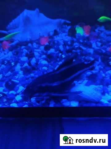 Живая рыба Миллерово - изображение 1