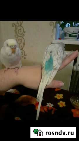 Птенцы разных попугаев от заводчика Пермь - изображение 1