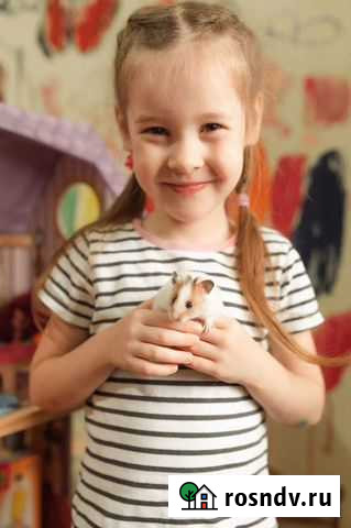 Ручные домашние чистокровные джунгарские хомячки Казань - изображение 1