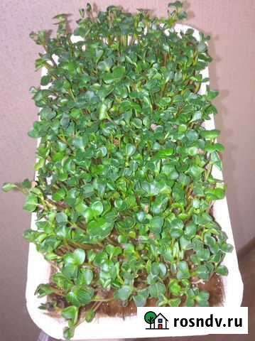 Микрозелень редис Челябинск - изображение 1