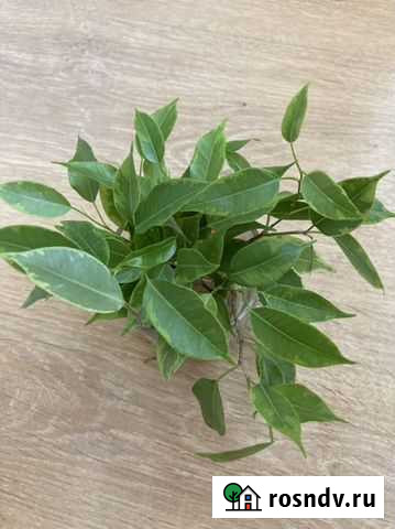 Фикусы Тюмень - изображение 1