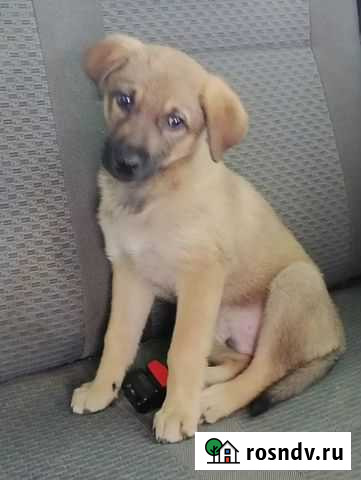 Трогательный малыш Джерри Ферсманово - изображение 1