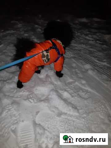 Комбинезон для маленькой собаки Пушкино - изображение 1