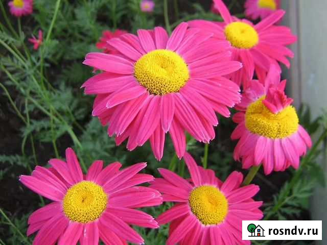 Ромашка, гейхеры, безвременник (колхикум), гелениу Санкт-Петербург - изображение 1