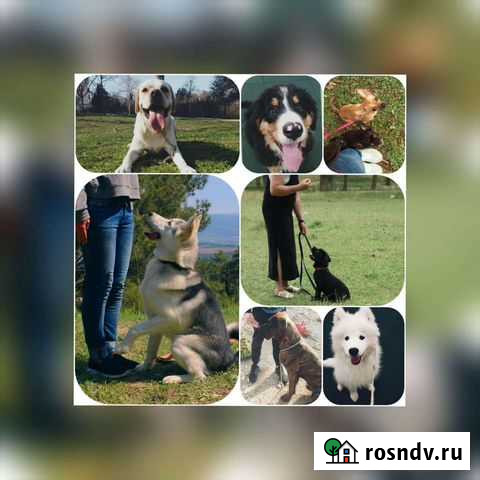 Дрессировка собак, хендлер, передержка Севастополь - изображение 1
