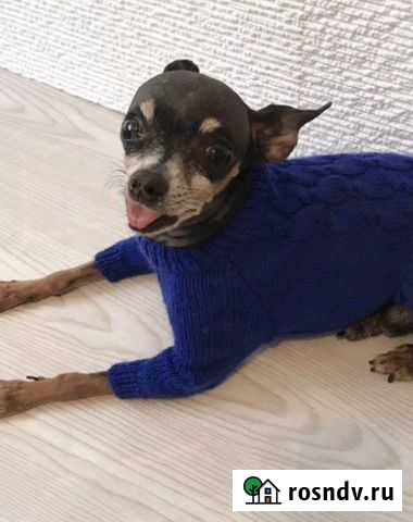 Убежала собака Канск - изображение 1