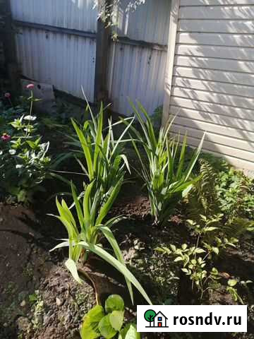 Ирис, гартензия Великие Луки - изображение 1