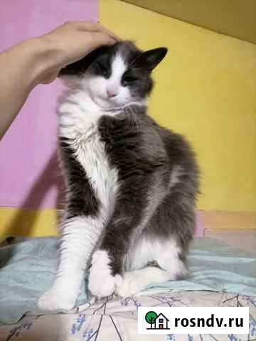 Кот из приюта Ростов-на-Дону - изображение 1