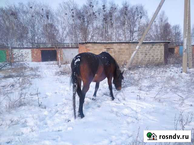 Лошадь обученная к телеге Дюртюли - изображение 1