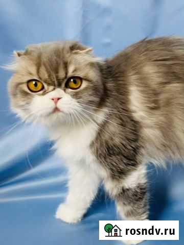 Хайленд фолд кошка Москва - изображение 1