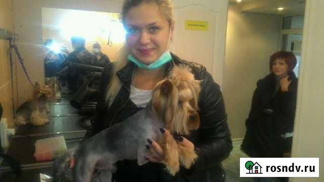 Стрижка собак и кошек с выездом на дом Саратов - изображение 1