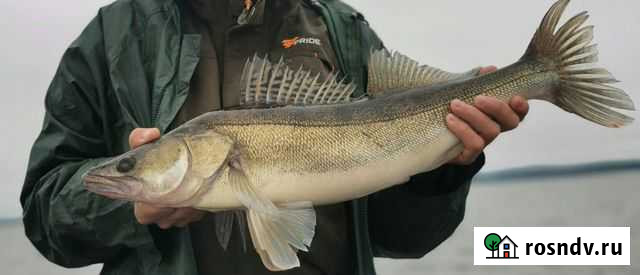 Свежая рыба судак Тверь - изображение 1