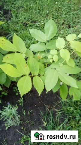 Саженцы персика, абрикоса Калининград - изображение 1