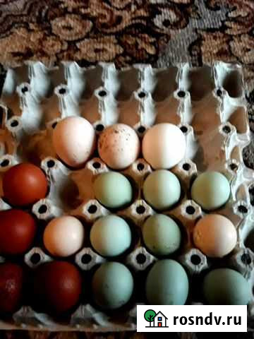 Яйцо на инкубацию Тумботино - изображение 1