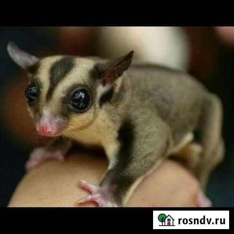 Белка летяга Новомосковск - изображение 1