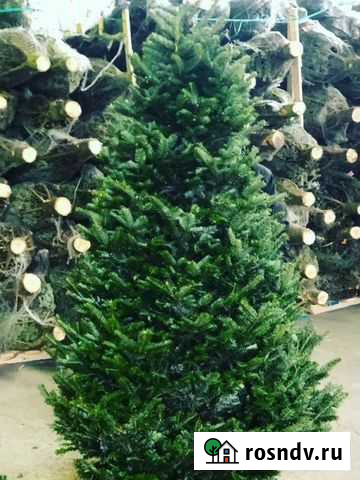 Пихты Фрейзера с доставкой Москва - изображение 1