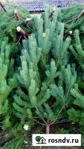 Сосна новогодняя 276-277см Москва - изображение 1